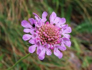 29 Finalmente un bel fiore di Scabiosa